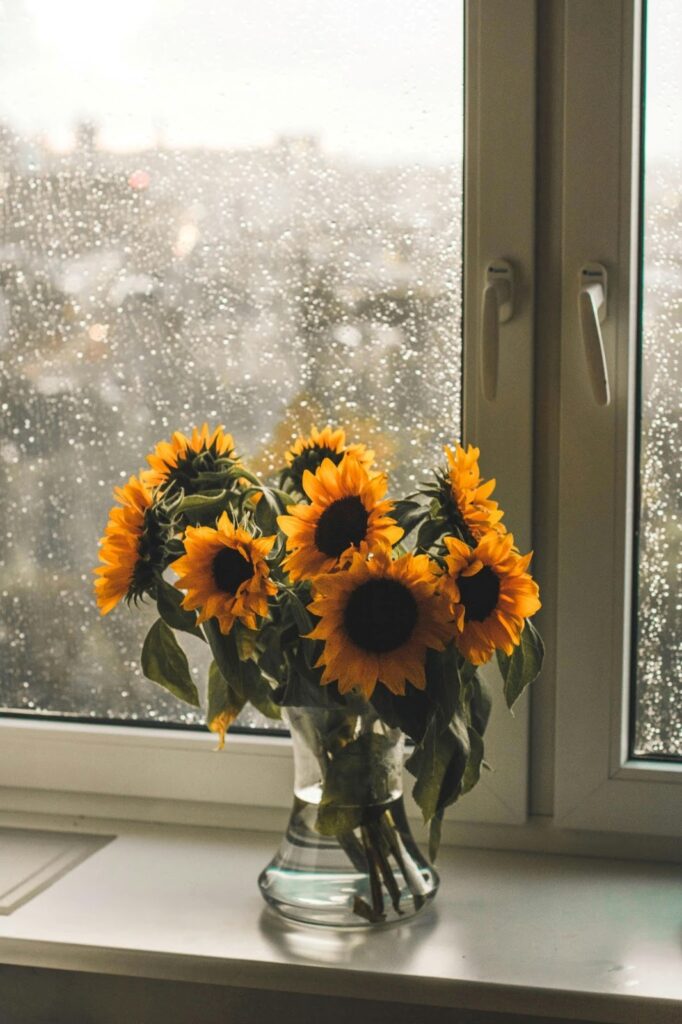 sunflowers